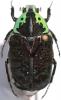 Euchroea coelestis coelestis
